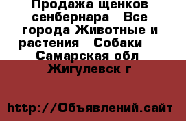 Продажа щенков сенбернара - Все города Животные и растения » Собаки   . Самарская обл.,Жигулевск г.